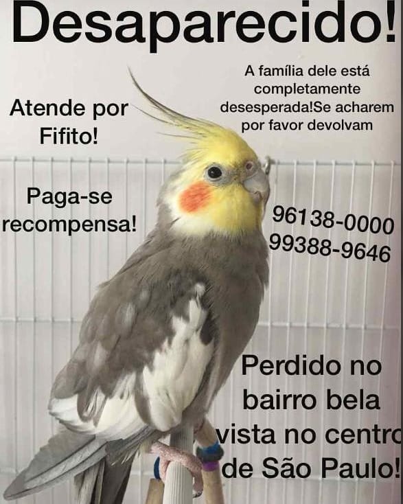 AGM71com's tweet photo. (SP) ANIMAIS DESAPARECIDOS/REGIÃO DA ACLIMAÇÃO/CAMBUCI - Atenção também nos bairros próximos: Jd. da Glória/V.Mariana/Ipiranga/Bela Vista/Liberdade/Paraíso #VoltaSofia #VoltaMinique #VoltaFifito #bichoperdido #gatoperdido #calopsita #perdido #desaparecido #perdidos #desaparecidos https://t.co/Si3r9xrY8z
