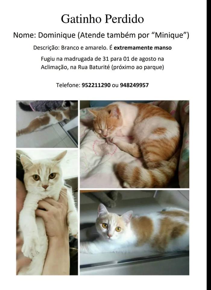 AGM71com's tweet photo. (SP) ANIMAIS DESAPARECIDOS/REGIÃO DA ACLIMAÇÃO/CAMBUCI - Atenção também nos bairros próximos: Jd. da Glória/V.Mariana/Ipiranga/Bela Vista/Liberdade/Paraíso #VoltaSofia #VoltaMinique #VoltaFifito #bichoperdido #gatoperdido #calopsita #perdido #desaparecido #perdidos #desaparecidos https://t.co/Si3r9xrY8z