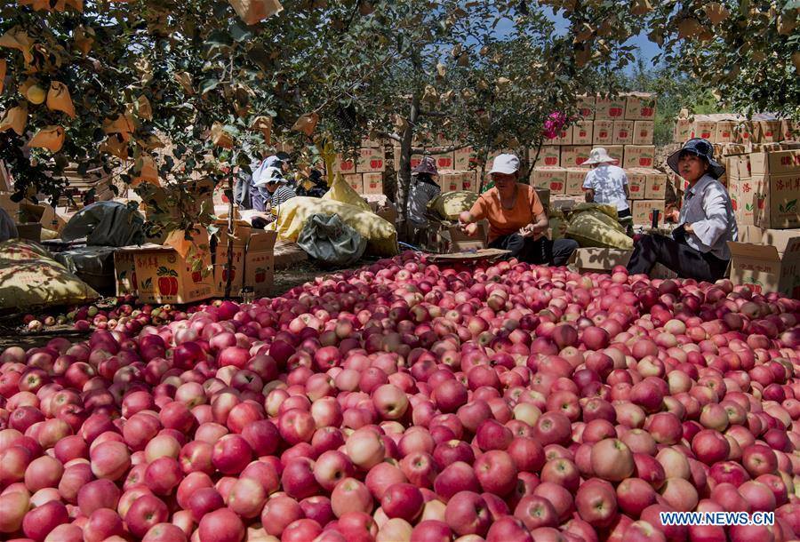 PDChina's tweet photo. Home to about 35,000 hectares of apple orchards, Luochuan county in NW China's Shaanxi is estimated to harvest more than 900,000 tons of apples this year. https://t.co/sp11NezKBq