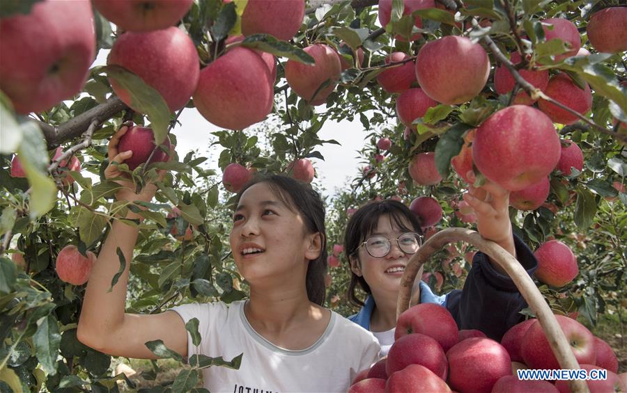 PDChina's tweet photo. Home to about 35,000 hectares of apple orchards, Luochuan county in NW China's Shaanxi is estimated to harvest more than 900,000 tons of apples this year. https://t.co/sp11NezKBq