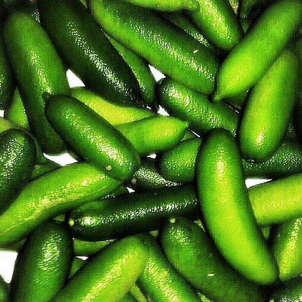 É ARRIVATO IL #FINGERLIME ITALIANO
Yellow Kg 1 — Caviale di Limone  
Quello vero è come a quello australiano, ma non ha attraversato i sette mari per arrivare fino a noi. buff.ly/2ZKBR3c