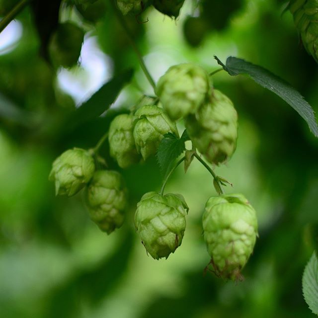bchopco's tweet photo. #FunFact: At this stage of growth the Lupulin bracteole (Lupulin glands), containing resins and essential oils, are fully developed and maturing to provide full flavour and aroma to your craft beers. https://t.co/fLjWUAtwmg https://t.co/fTfrsBLx9O