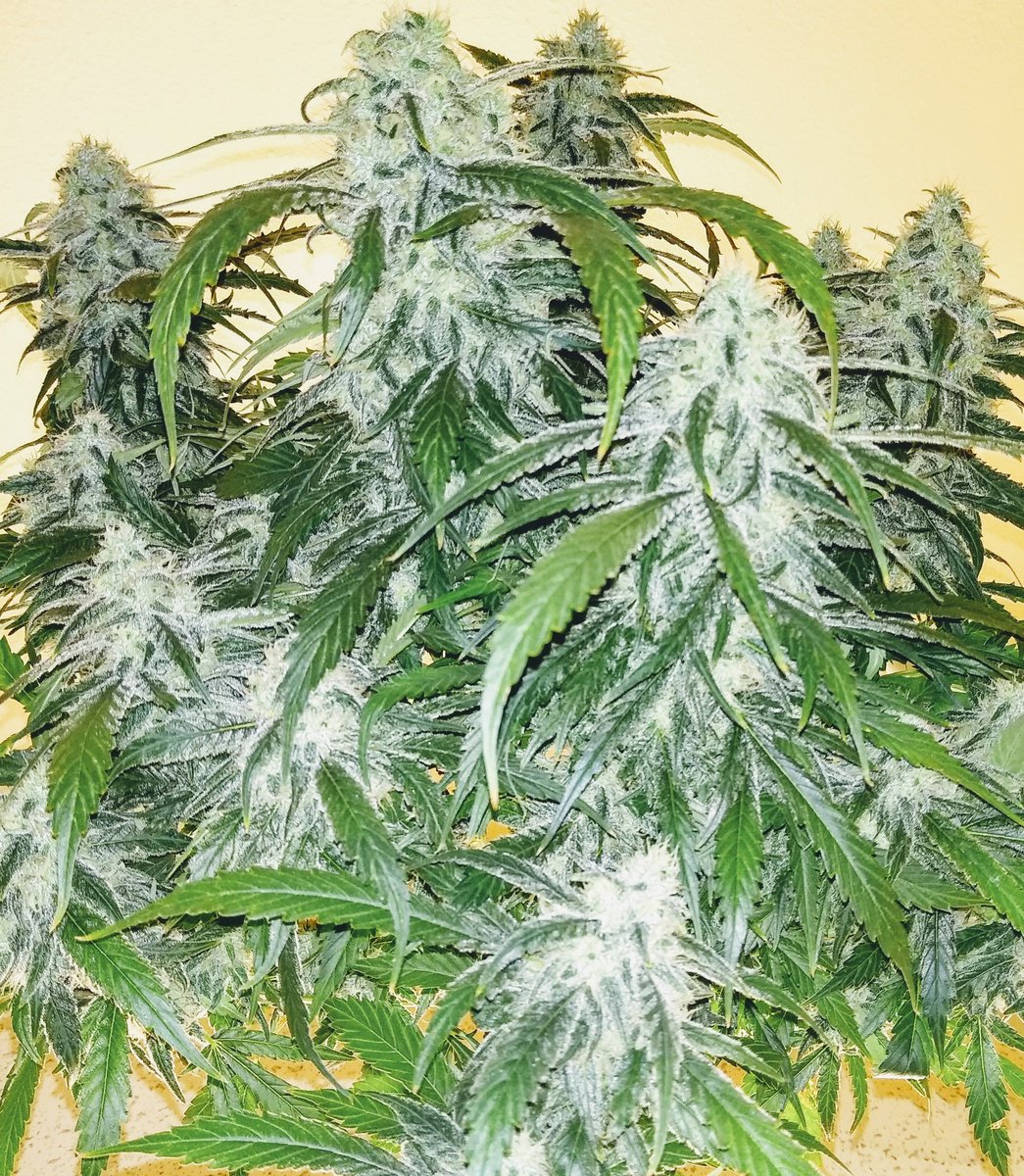 fatdabs4you's tweet photo. #GreenCrack from our personal medical grow. Amazing trichome development, supplemented with UV the final 3 weeks. #frosty ❄️❄️❄️ https://t.co/UdvtofYhMN