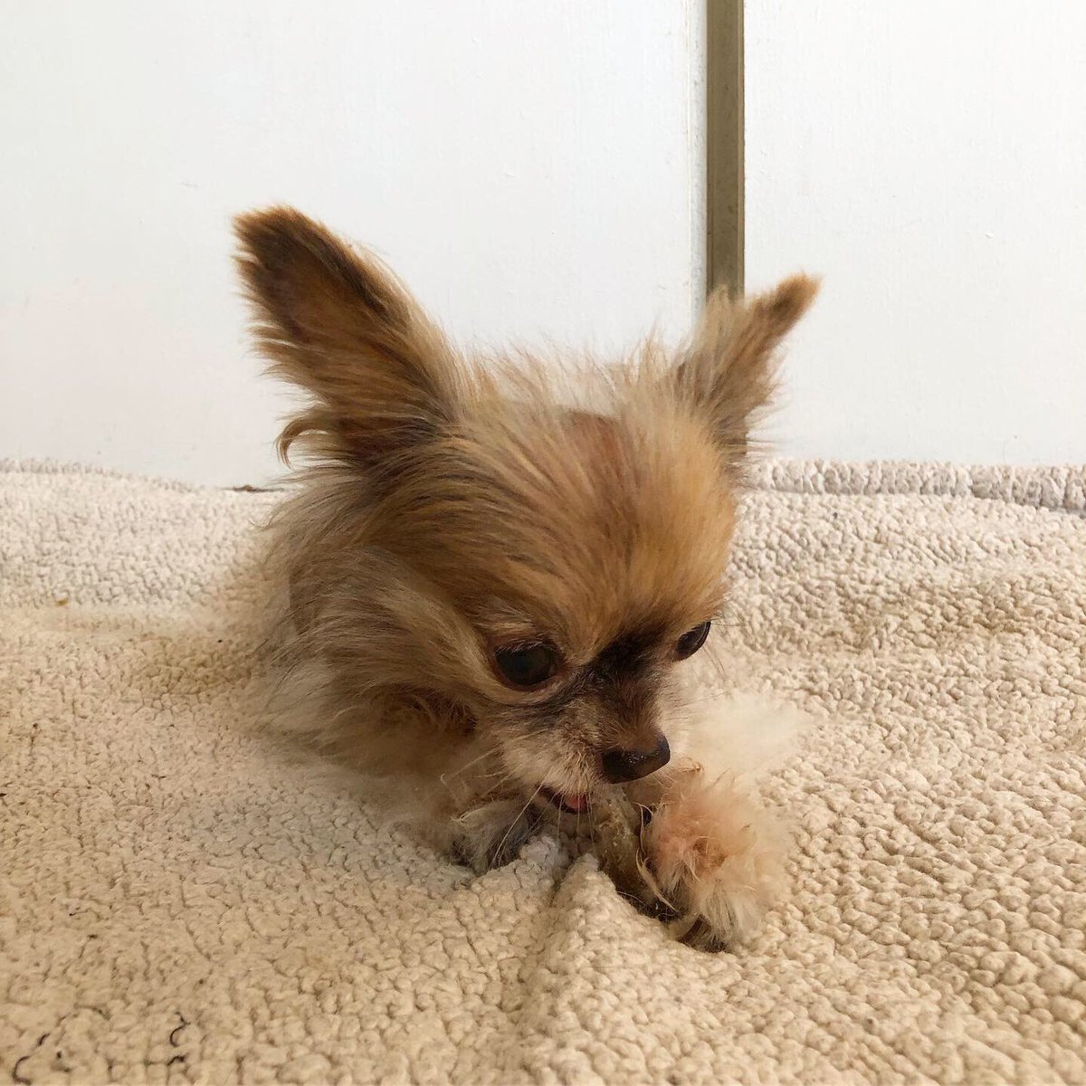 Using this last long weekend before the holidays to charge up for another busy week! Between cleaning, laundry and shopping, we use Dr. Lyon's dental dog treats from @Chewy so Chewie’s dental care doesn’t slip to the sidelines.
#ChewyPartner #ChewyBeyondTheBusy