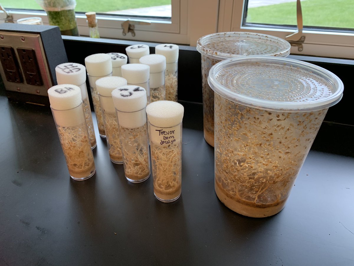 ColumbianBio's tweet photo. TCHS...I have several goldfish that need a home. They are left over from a lab. I also have several vials of wingless fruit flies if you have geckos or frogs. See me in 102. All are free! https://t.co/j5pMJKhS2z