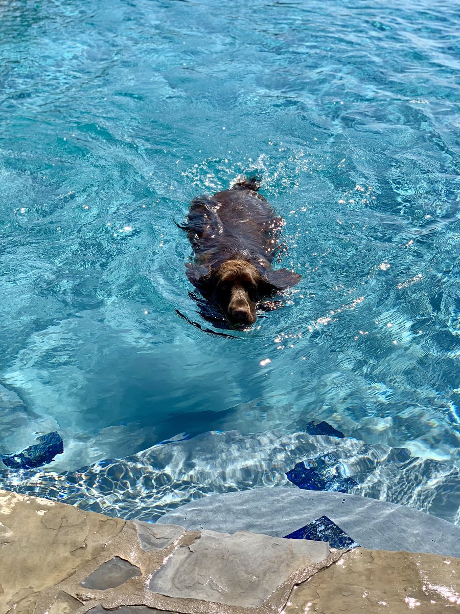 aclotheshorseok's tweet image. He is going to start sprouting mushrooms 🍄 from his ears! He goes in the pool every time he goes outside! #waterdog #fieldspaniel #LaborDay2019