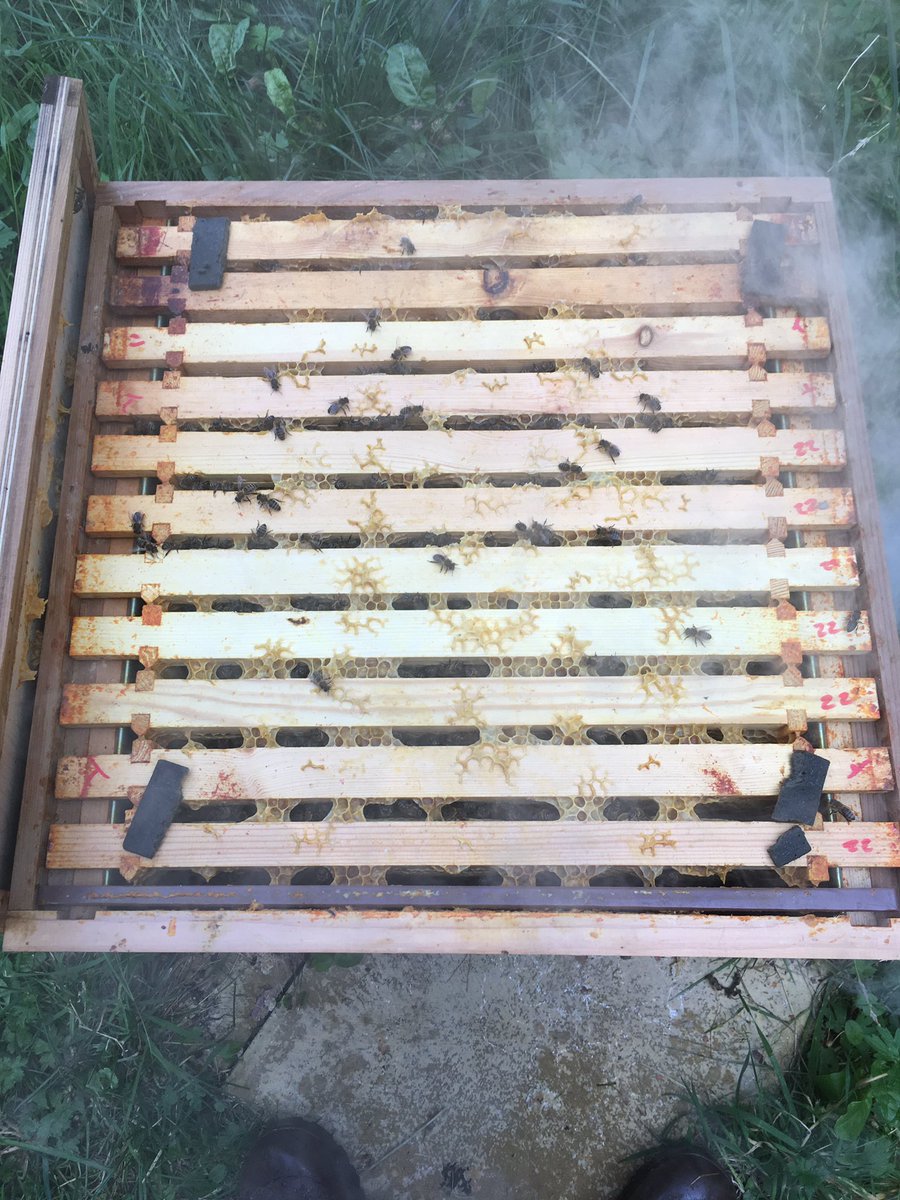 Time for treatment 🤕

It’s that time of year again when we treat our #beehives to help reduce the number of #varroa mites 

#helpingbees 🐝
