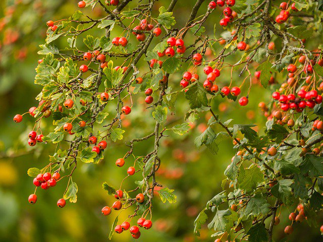 Hedges Cuts
By only cutting hedges every 3 years they can provide 4 times the amount of berries, providing food for native wildlife, than those cut annually. 

hedgerowsurvey.ptes.org/biodiversity

#hedgerowsurvey #farms #hedges #farmlandconservation #YearOfGreenAction #wildlife #nature