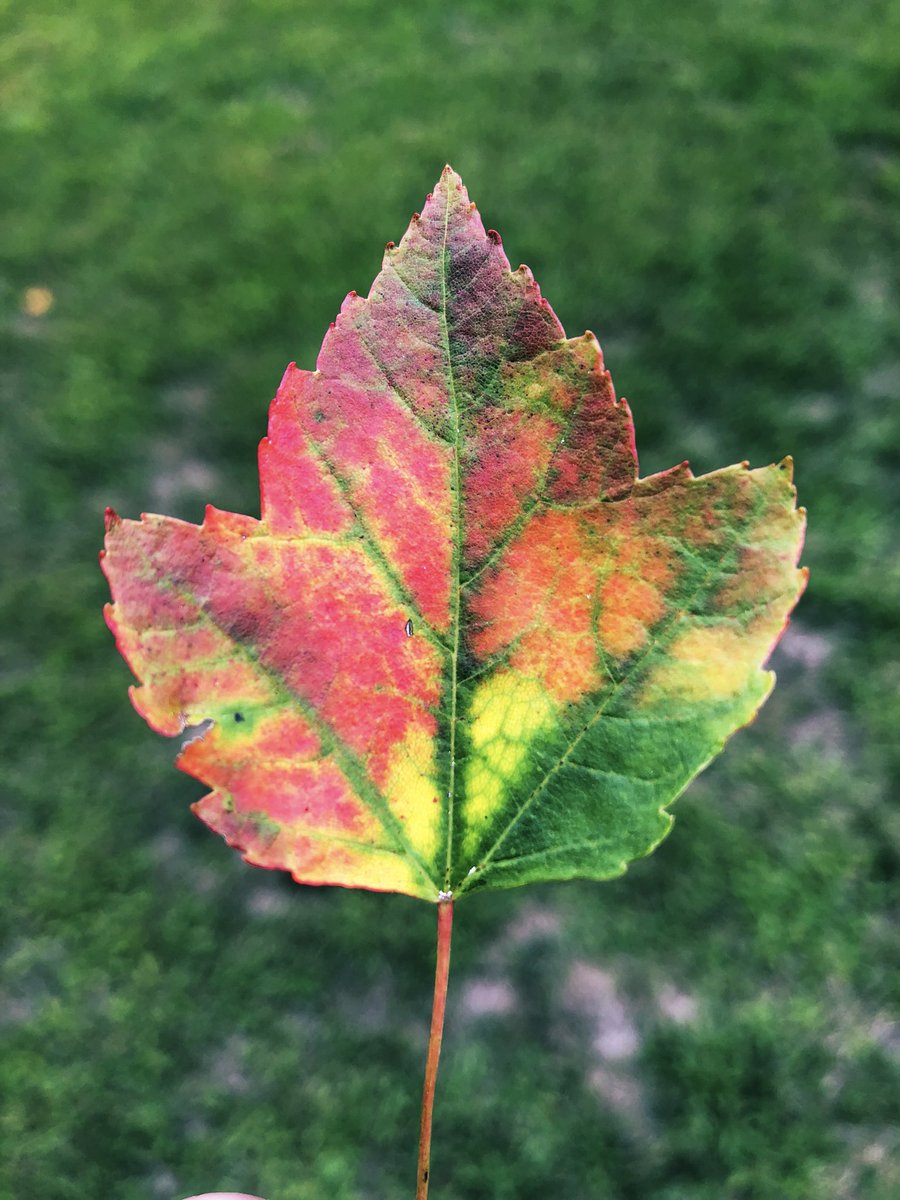 Jon_Cole_'s tweet photo. It’s that time of year again. #LaborDay2019 #maine #vacationland #almostfall #mapletree #mapleleaf #AutumnIsHere @MaineRangers #ticksafe #LymeDisease #dontplayintheleaves https://t.co/BiCy4VJ0E3