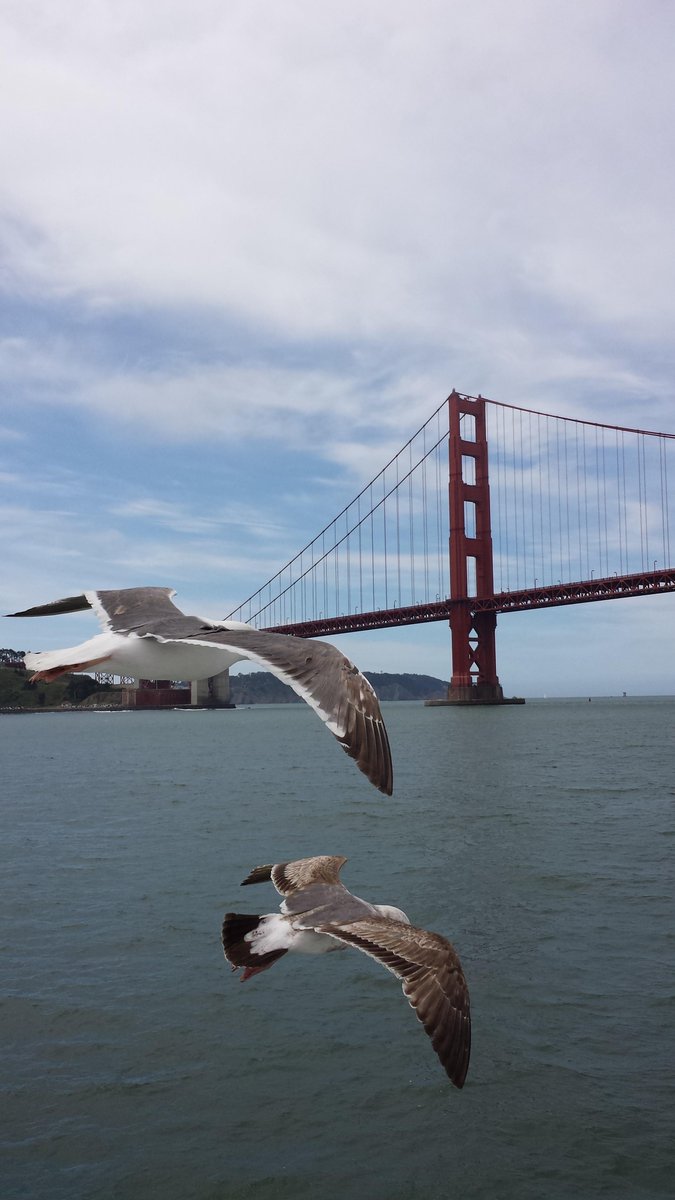 hotelunionsq's tweet photo. Planning your #dreamvacation to #SanFrancisco Stay at #HotelUnionSquare in the heart of #SF and book our #SightseeingPackage to experience the #bestattractions #HotelPackage https://t.co/bBl3iPJUyq https://t.co/lHgJOstDlF