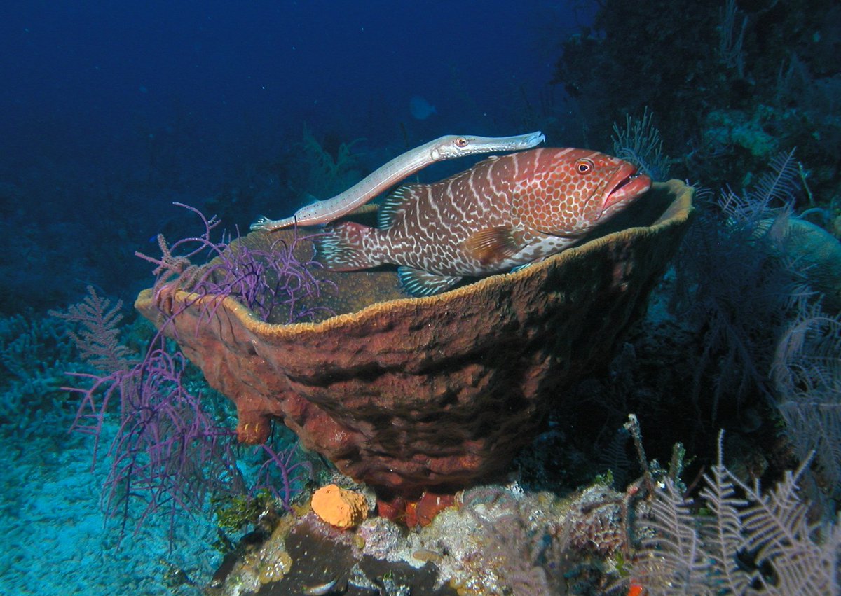 StuartCoveDive's tweet photo. Couple Goals ππ‘
#divestuartcoves #itsbetterinthebahamas #sharkdive #walldive #wreckdive #adventure #nature #travel #padi #scubadiving #underwater #wildlife #trumpetfish #strawberrygrouper https://t.co/T5rZInCkoC
