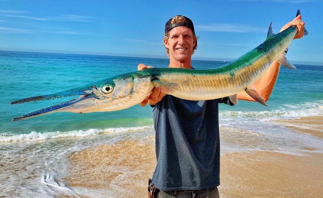 giant needlefish