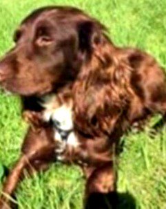 DogLost (@doglostuk) on Twitter photo #STOLEN NAME WITHHELD ~ URGENT ~ DIABETIC~ 
Needs Daily Medication
Female #CockerSpaniel Chocolate With White Chest Older Adult
#Stolen from Kennel #TrimdonColliery #CoDurhant #S29 
#StolenDog #ScanMe 
<a href="/pettheftaware/">Pet Theft Awareness</a> <a href="/SAMPAuk_/">Stolen&Missing Pets</a> <a href="/VetsGetScanning/">MakeChipsCount to Reunite Pets</a>  
doglost.co.uk/dog-blog.php?d… #STOLEN NAME WITHHELD ~ URGENT ~ DIABETIC~ 
Needs Daily Medication
Female #CockerSpaniel Chocolate With White Chest Older Adult
#Stolen from Kennel #TrimdonColliery #CoDurhant #S29 
#StolenDog #ScanMe 
<a href="/pettheftaware/">Pet Theft Awareness</a> <a href="/SAMPAuk_/">Stolen&Missing Pets</a> <a href="/VetsGetScanning/">MakeChipsCount to Reunite Pets</a>  
doglost.co.uk/dog-blog.php?d…