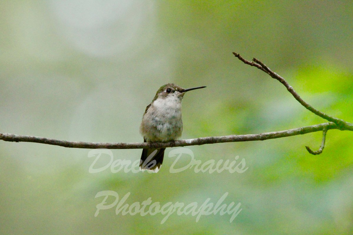 DDravis's tweet image. Wildlife shoot at the cabin