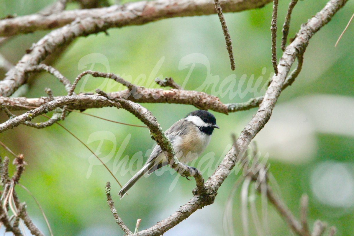 DDravis's tweet image. Wildlife shoot at the cabin