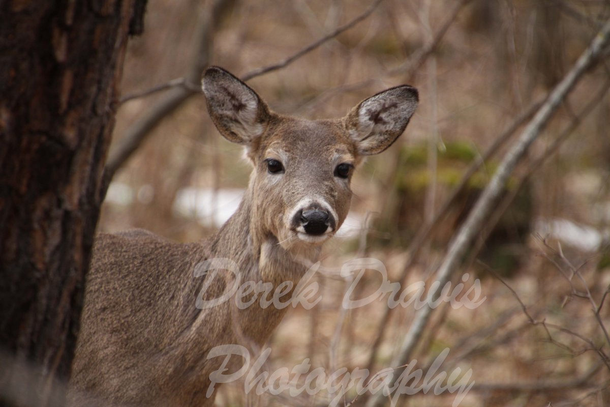 DDravis's tweet image. Wildlife shoot at the cabin
