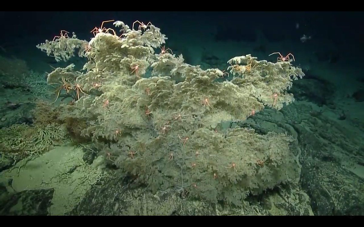 This giant #coral fan = Squat lobster condo. I wonder if they are all family members? or unrelated? 939m Howland Island #nautiluslive #squatlobster