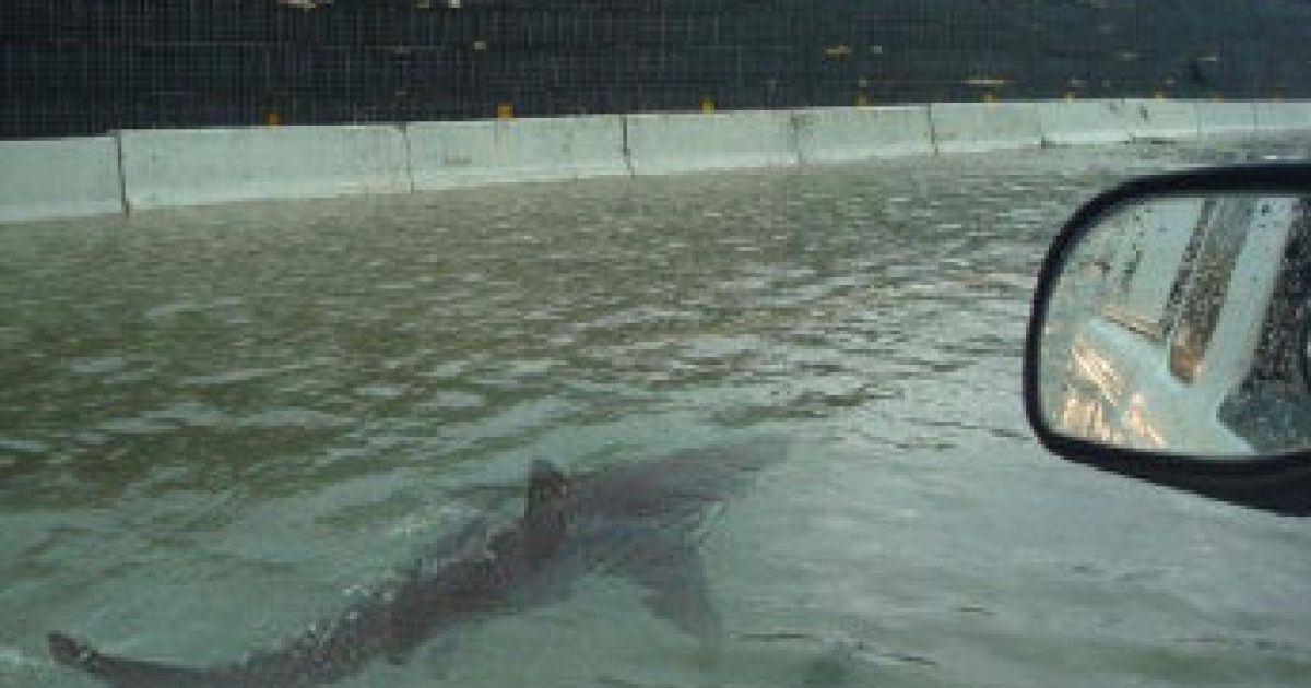 SuperSportsFan_'s tweet photo. My cousin just sent me this picture from the Bahamas, stay safe out there folks.  They got sharks in the roads! #HurricaneDorian https://t.co/9LVMr7ddvK