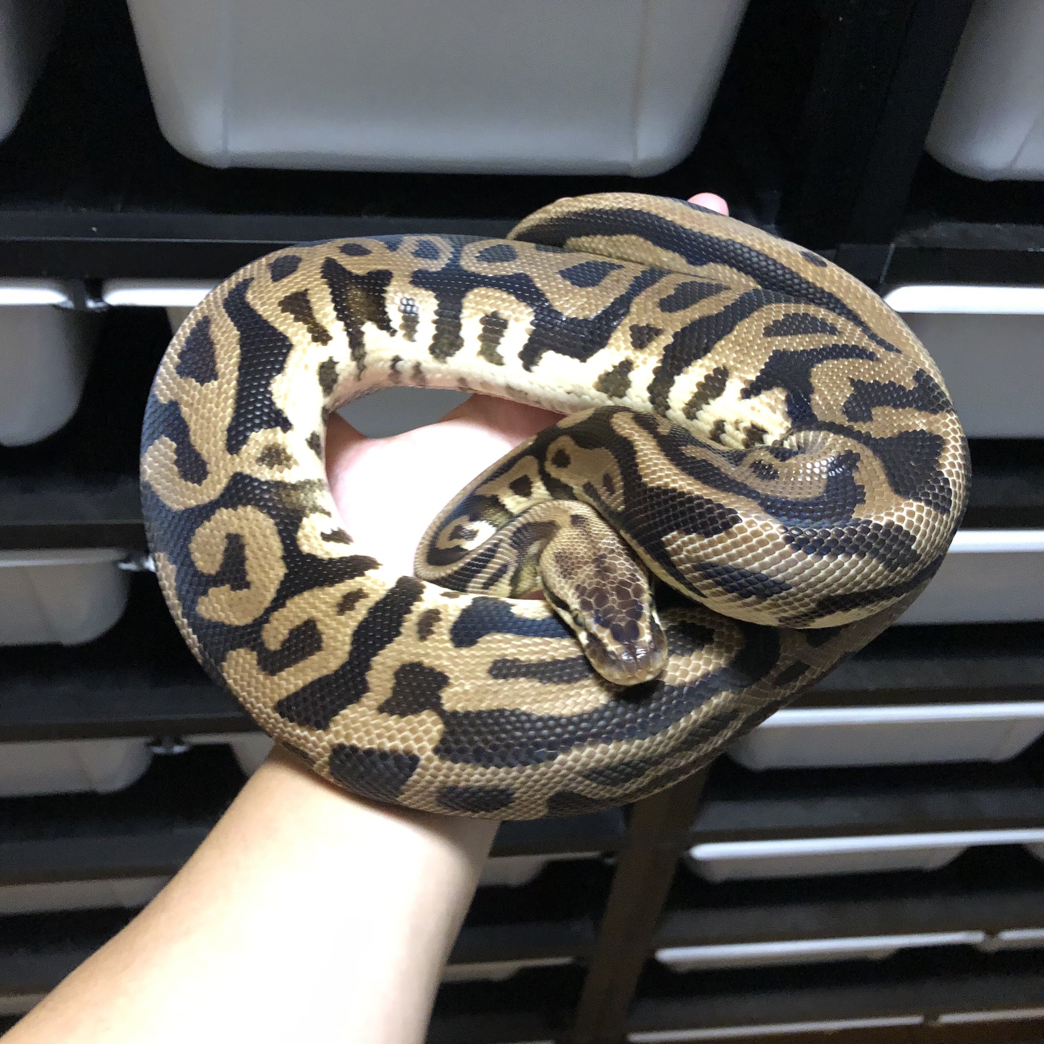 Vbp Vision Of Ball Python No Twitter アダルト 達 繁殖経験済みです バナナパイボール パステルエンチレオパード パステルレオパードhetデザートゴーストposshetパイ スーパーパステルレオパードパイボール ボールパイソン販売 T Co Drk5onrgv0