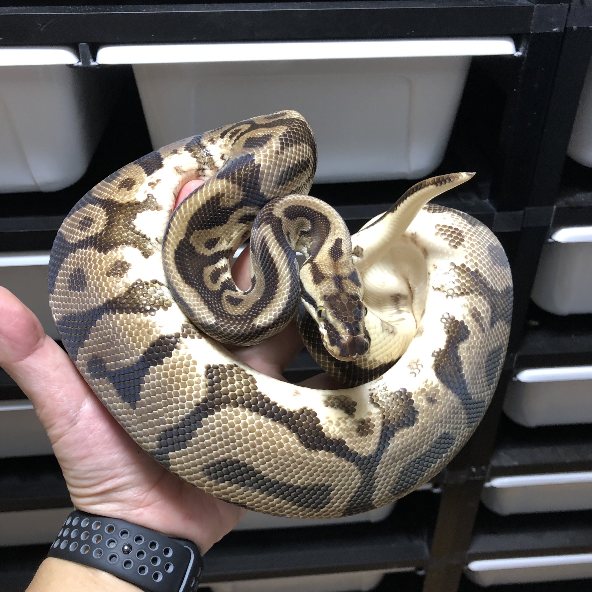 Vbp Vision Of Ball Python No Twitter アダルト 達 繁殖経験済みです バナナパイボール パステルエンチレオパード パステルレオパードhetデザートゴーストposshetパイ スーパーパステルレオパードパイボール ボールパイソン販売 T Co Drk5onrgv0