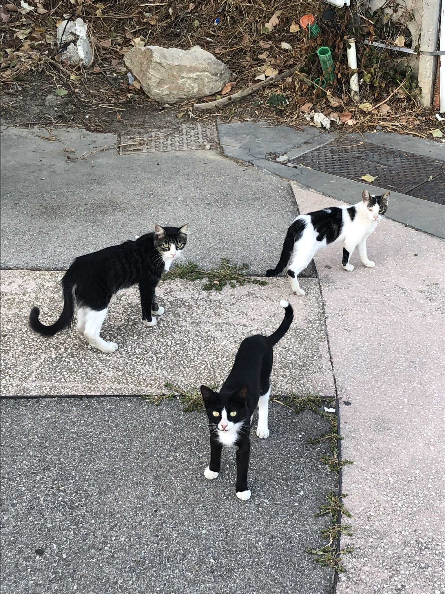 Carine Galli Le Jeu Du Chat Et De La Souris Dernier Jour De Mercato Carine Galli Le Jeu Du Chat Et De La Souris Dernier Jour De Mercato