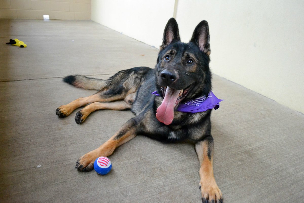 CollinCountyAnimals tweet media
