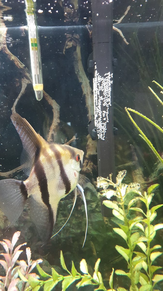 PsychoticTHC's tweet photo. So my angel fish laid more eggs so this time I spread a few of them off the water heater so she doesn't cook and eat all her own eggs. #metalfish #funfact https://t.co/9d1ncds3lo