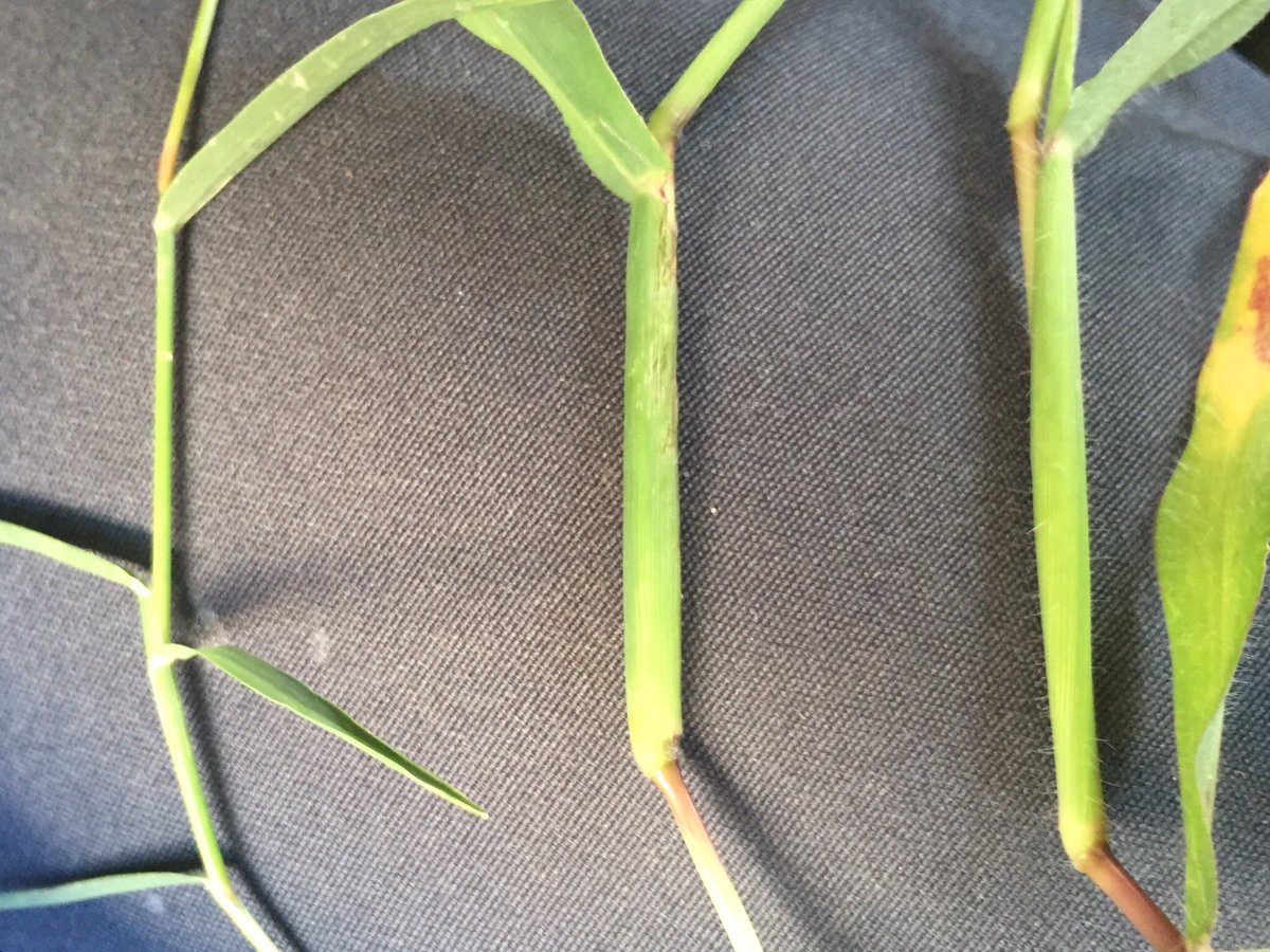 Feldbotanik's tweet photo. #Cynodon dactylon (l.) #Digitaria ischaemum (m.) and D. sanguinalis (r.)! 🎉 https://t.co/VEvvbmV1Hv