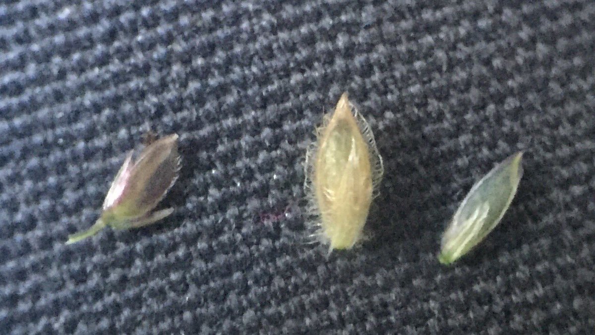 Feldbotanik's tweet photo. #Cynodon dactylon (l.) #Digitaria ischaemum (m.) and D. sanguinalis (r.)! 🎉 https://t.co/VEvvbmV1Hv