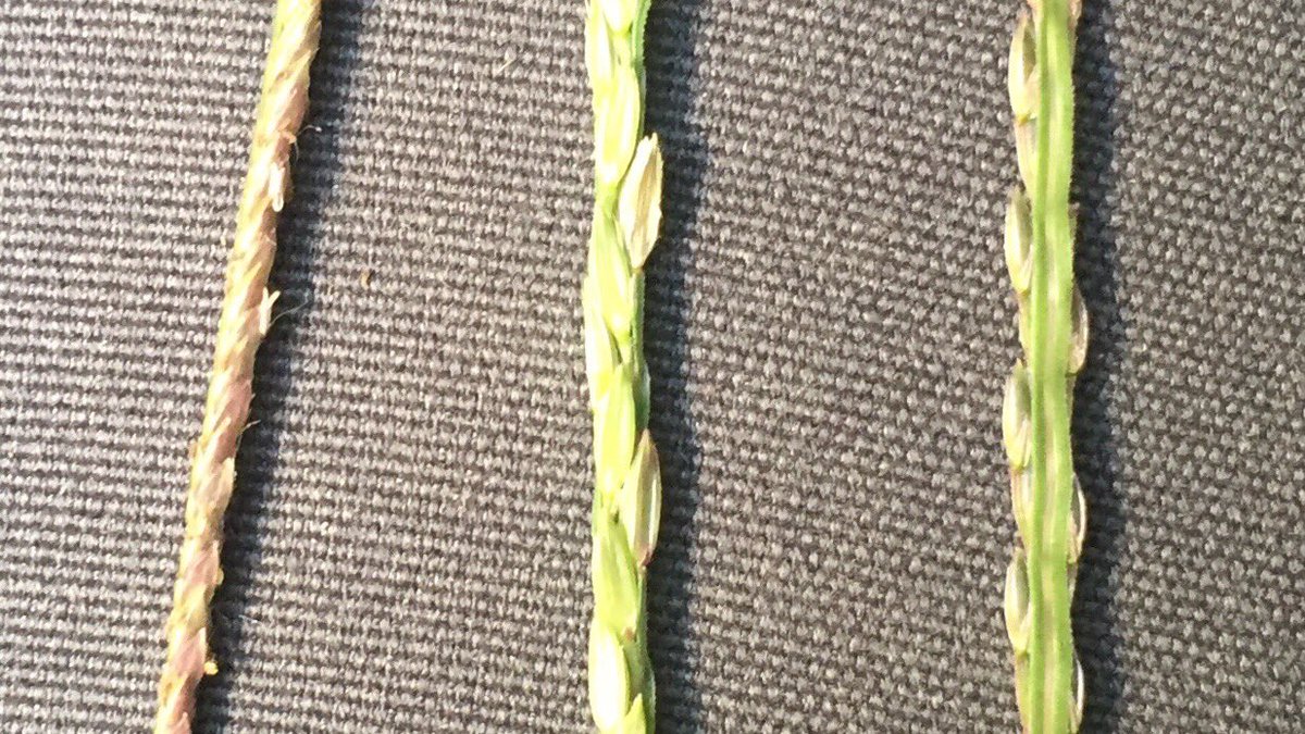 Feldbotanik's tweet photo. #Cynodon dactylon (l.) #Digitaria ischaemum (m.) and D. sanguinalis (r.)! 🎉 https://t.co/VEvvbmV1Hv