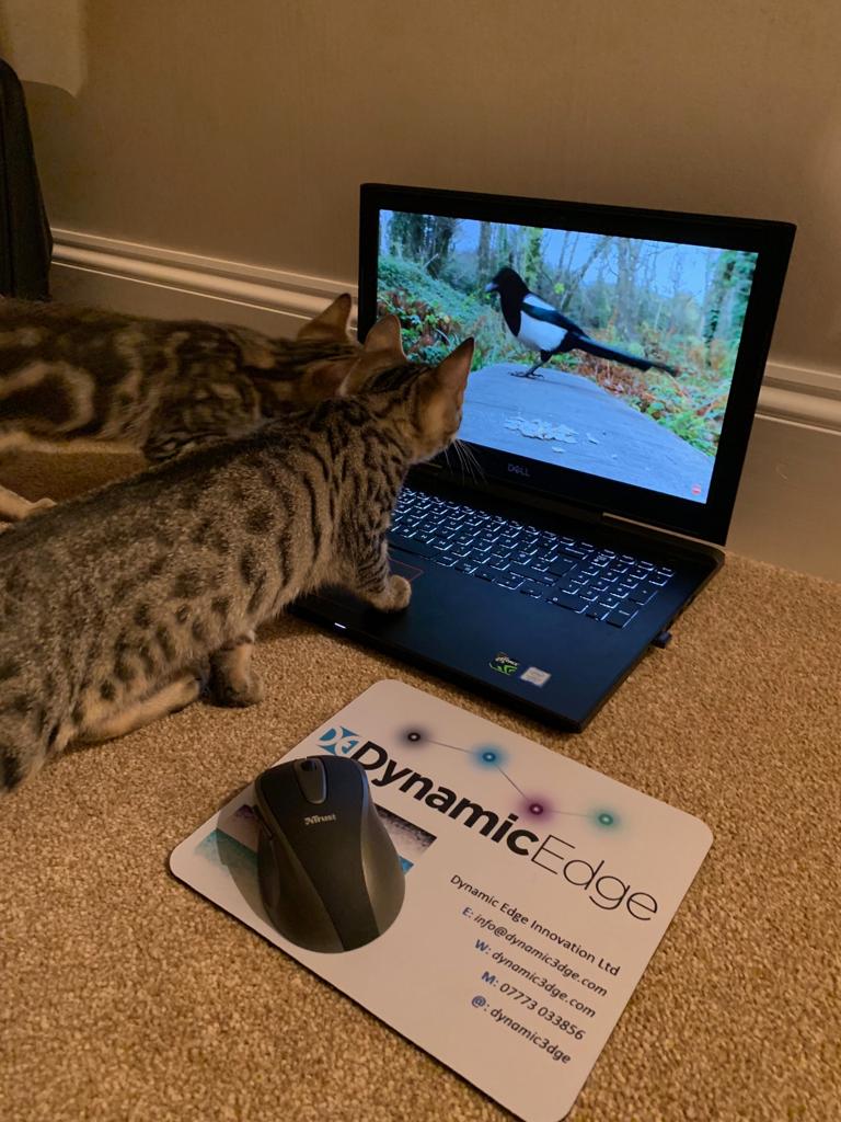 Dynamic3dge's tweet image. Welcome to our two honorary (and very furry) members of the Dynamic Edge team 🐱 

#cornwall #cats #workers #relax