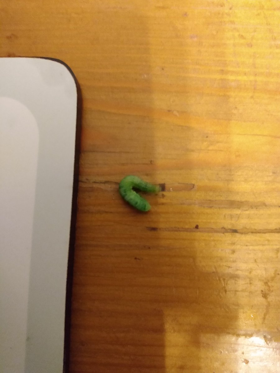 cluryates's tweet photo. @marksandspencer extra protein found in our Italian style baby leaf salad this evening 🙁 ! https://t.co/d1qJZdzboF