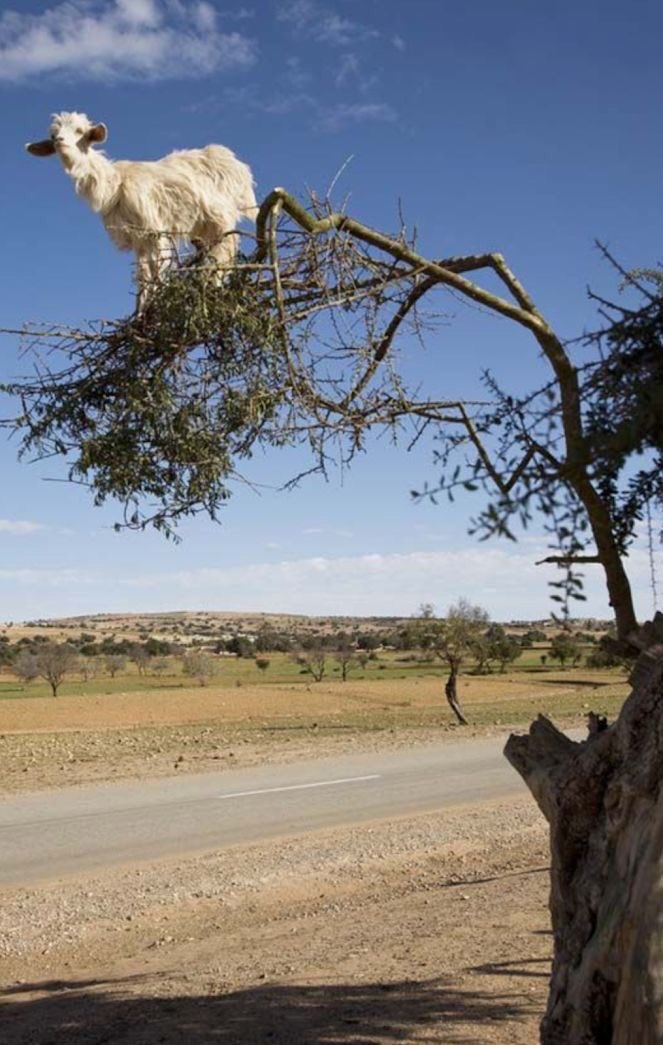 AdenLeduc's tweet photo. Goat in a tree! https://t.co/BYG0fk6A8n