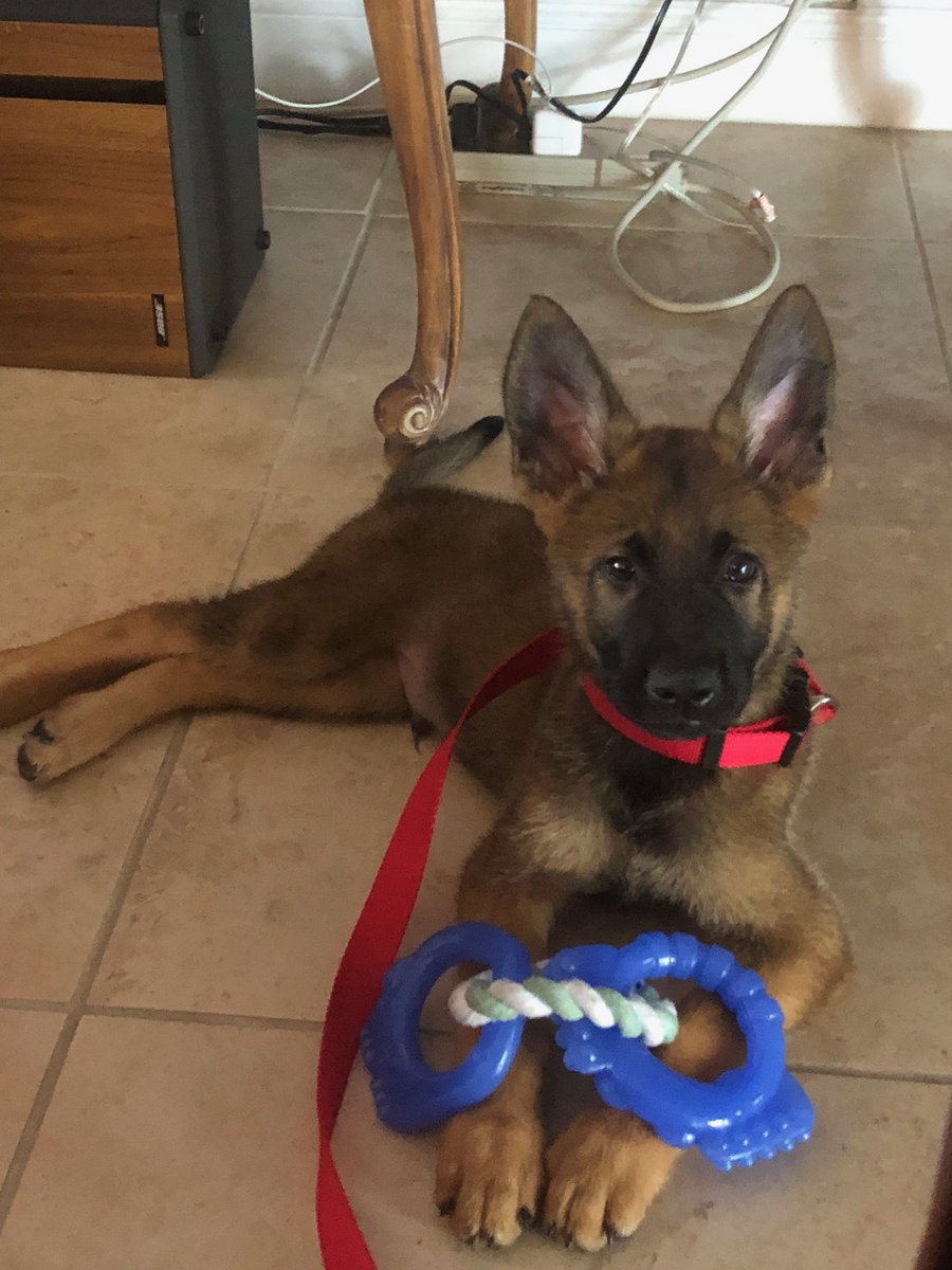 Spoonbeach's tweet image. Our new puppy Koda #belgianmalinois #malinois #puppy