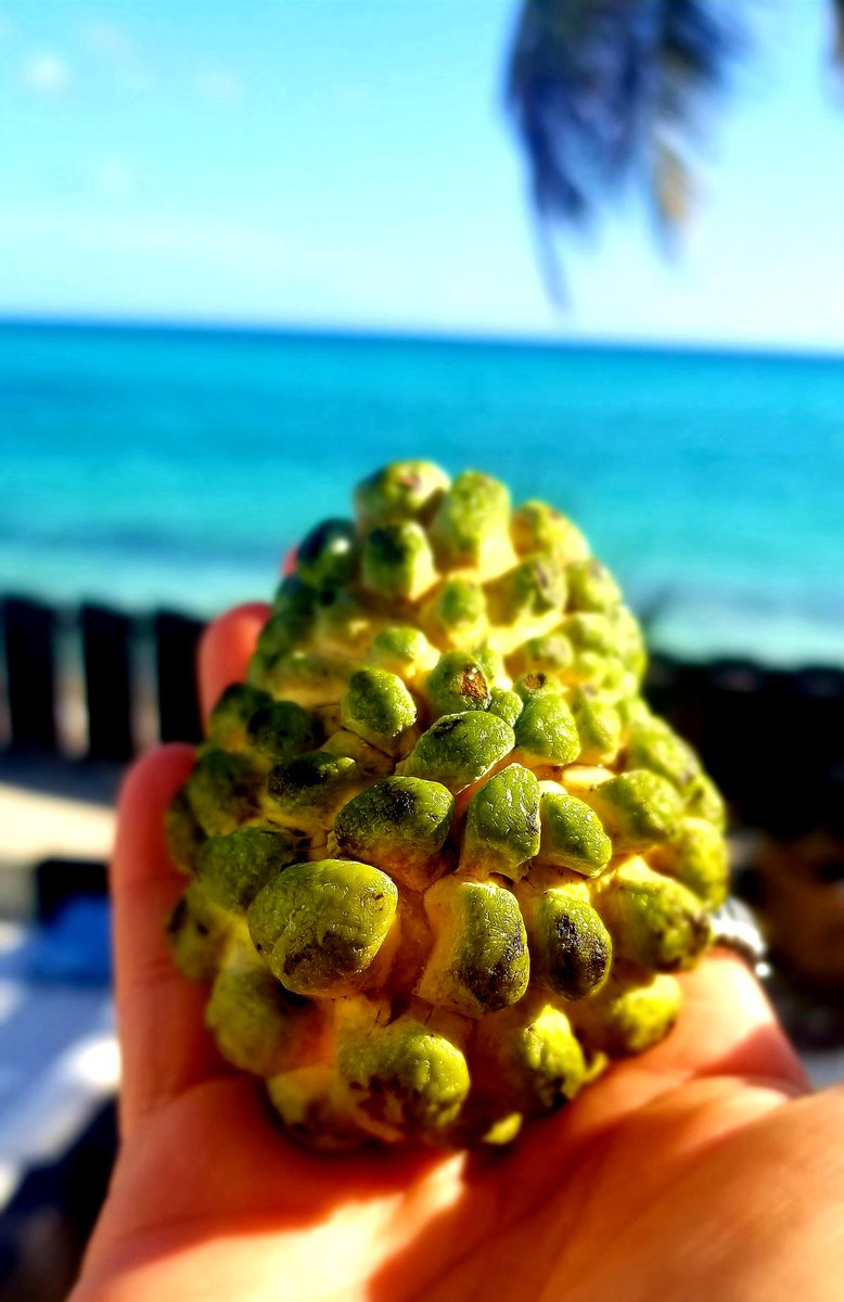 KAConnieSmith's tweet photo. These Sugar Apples were widely grown and available when I was growing up; we see infrequently now.
Bought some yesterday for my kids and their friends together with beautiful mangoes as we take up @slowfoodbarbados #SlowSeven Local Food Challenge this week! https://t.co/IjAoA25qlU