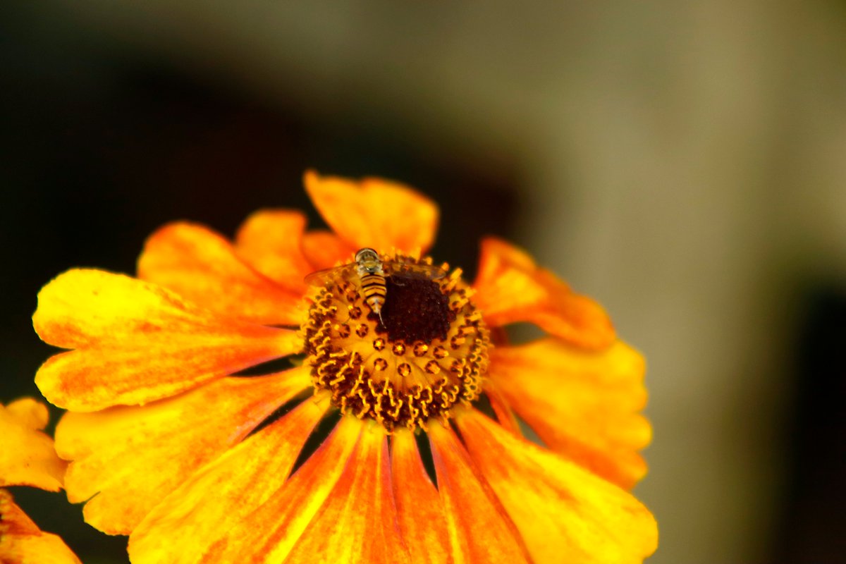 buzzandflutter's tweet photo. Helenium "Sahin's Early Flowerer"
Great plant for summer - late autumn, flowering till first frost and is definitely in my top 3 for attracting bees to the gardener.
These were taken yesterday evening.
#letscreateabuzz #bees #pollinators #gardenwildlife #photography https://t.co/2PIHth4ySJ