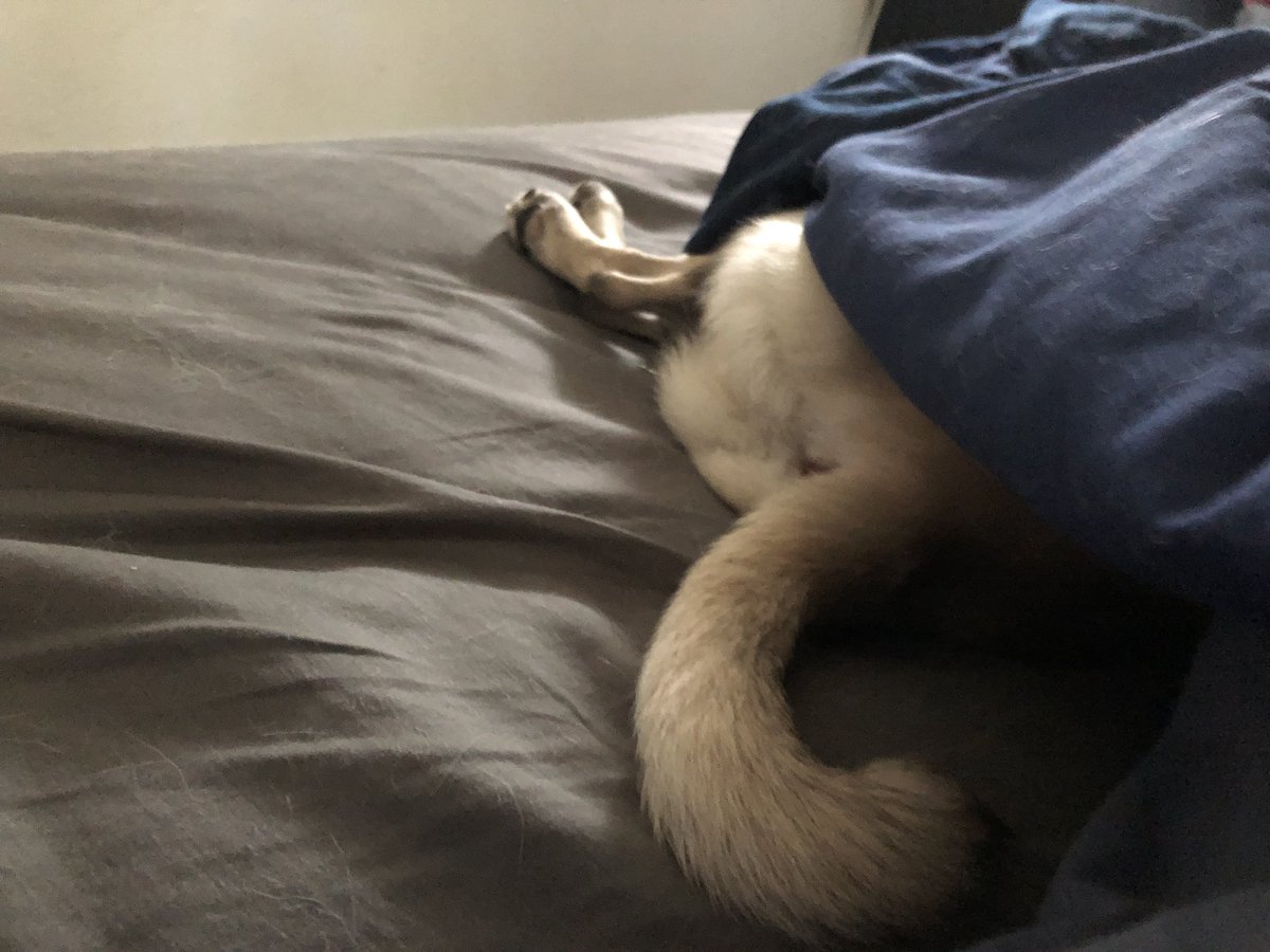 CaptYoss156's tweet photo. #puglife #pugbutt https://t.co/dNl0v8u7yE