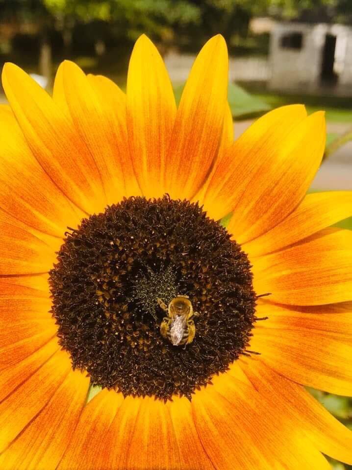 chrisengelsflo1's tweet photo. Itโs everyoneโs favorite season, FALL ๐๐๐ป be sure to stay updated on our upcoming specials and all the holidays to come. You donโ want to miss out! Get your flowers from the best #ChrisEngels #DetroitsOldestFlowerShop #3138410478 https://t.co/JvhFHDYpnh