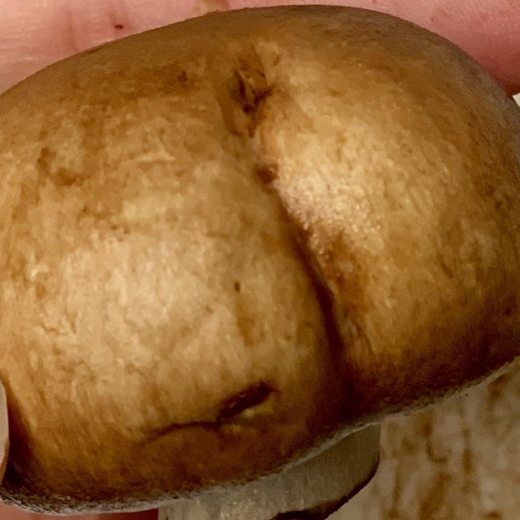 dat_datori's tweet photo. I’m starting a collection of veg I come across that looks like butts. https://t.co/08NCZND4KI