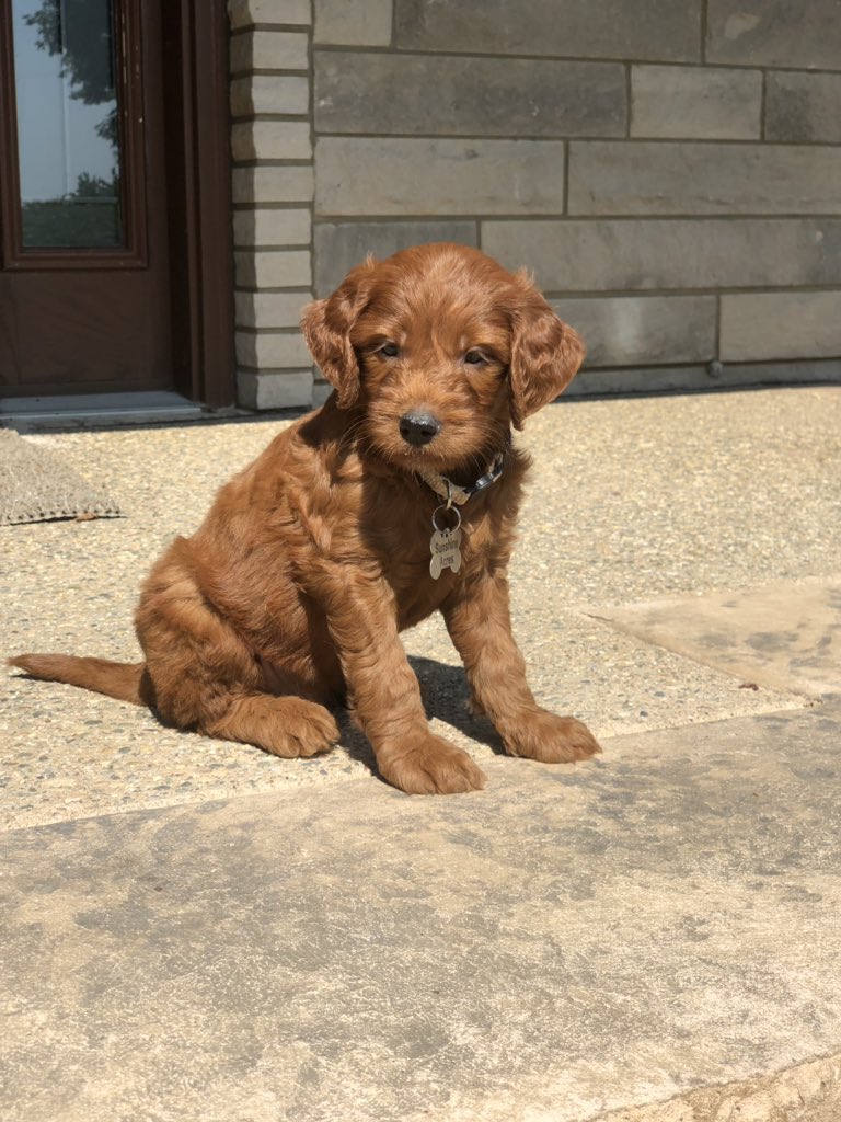 sunshine acres goldendoodles