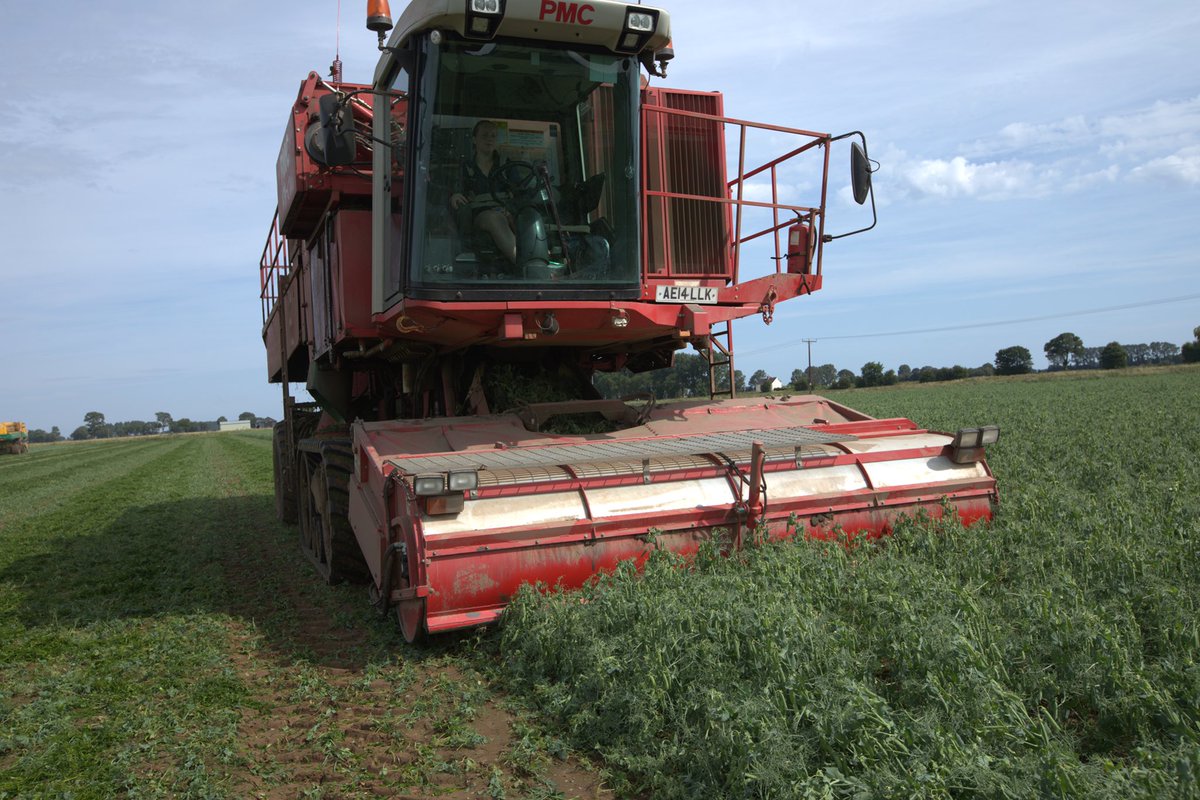 HMC Peas (@hmcpeas) on Twitter photo <a href="/LitteEweFarm/">Janine Newland @Little Ewe Farm</a> in action on her pea viner during the pea harvest 👍🏻 <a href="/YesPeas/">Yes Peas!</a> <a href="/BritishGrowers/">British Growers</a> #ukfarming <a href="/LitteEweFarm/">Janine Newland @Little Ewe Farm</a> in action on her pea viner during the pea harvest 👍🏻 <a href="/YesPeas/">Yes Peas!</a> <a href="/BritishGrowers/">British Growers</a> #ukfarming