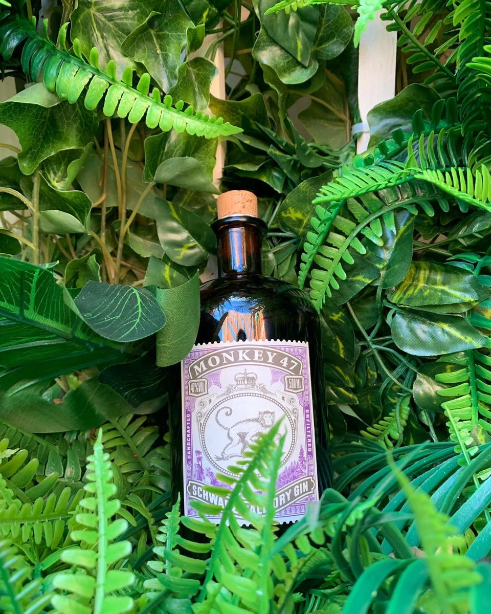 ShakespeareSR's tweet photo. Monkey 47 Gin! 
47 botanicals make for an unrivalled complexity, paired with fever-tree Indian tonic and garnished with orange, yum! 
@Nicholsonspubs @FeverTreeMixers @MONKEY_47 #gin #gintonic #ginandtonic #pub #birmingham #birminghampubs #botanicals https://t.co/1U6dSB6f9S