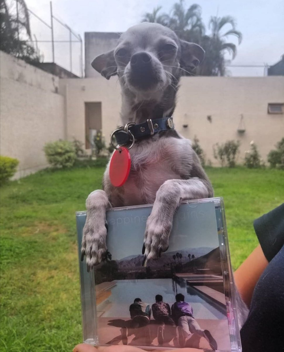 Lesly_coma's tweet photo. @joejonas My Chihuahua "Perrito" 💕 https://t.co/muCHdGuh0T
