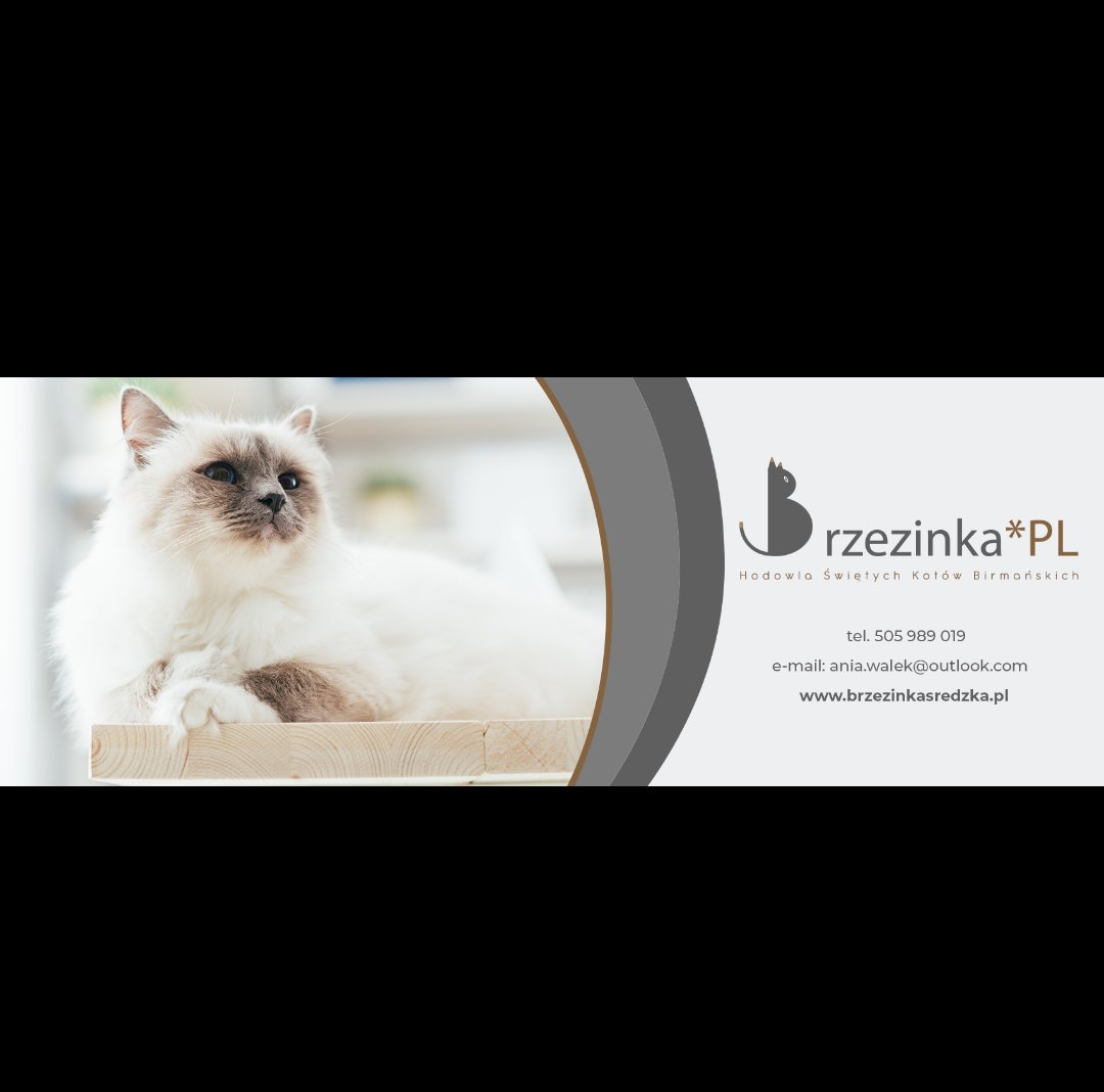 Mamy logo 😊 #birmancattery #CatsOfTwitter