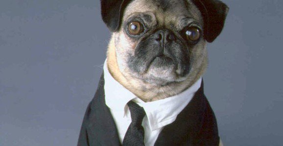 люди в черном какая собака. мопс фрэнк люди в черном 2. мопс люди в черном. фрэнк лвч. мопс фрэнк люди в черном 2.