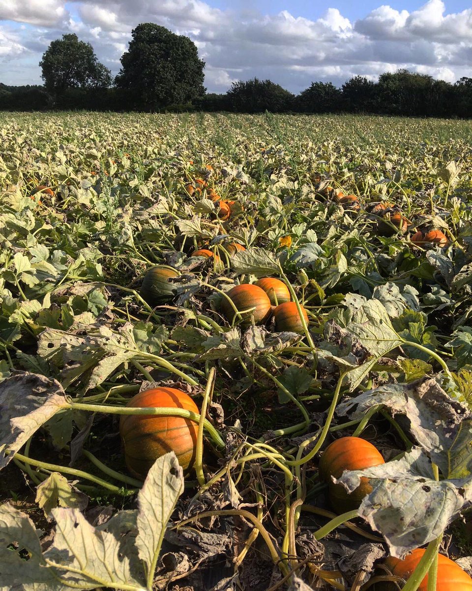 Nottinghamshire 'Pick Your Own' Pumpkins tweet media