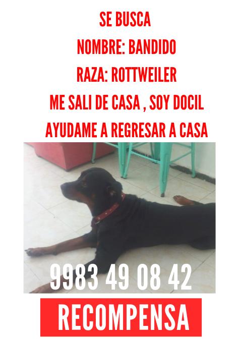 Se perdió por la rg. 95. ¡Ayuda por favor!
<a href="/PirataCancun/">PirataCancun</a> <a href="/Pirata_FM/">Pirata.FM</a> <a href="/VivoEnCancun/">Vivo en Cancún 🏖️</a>