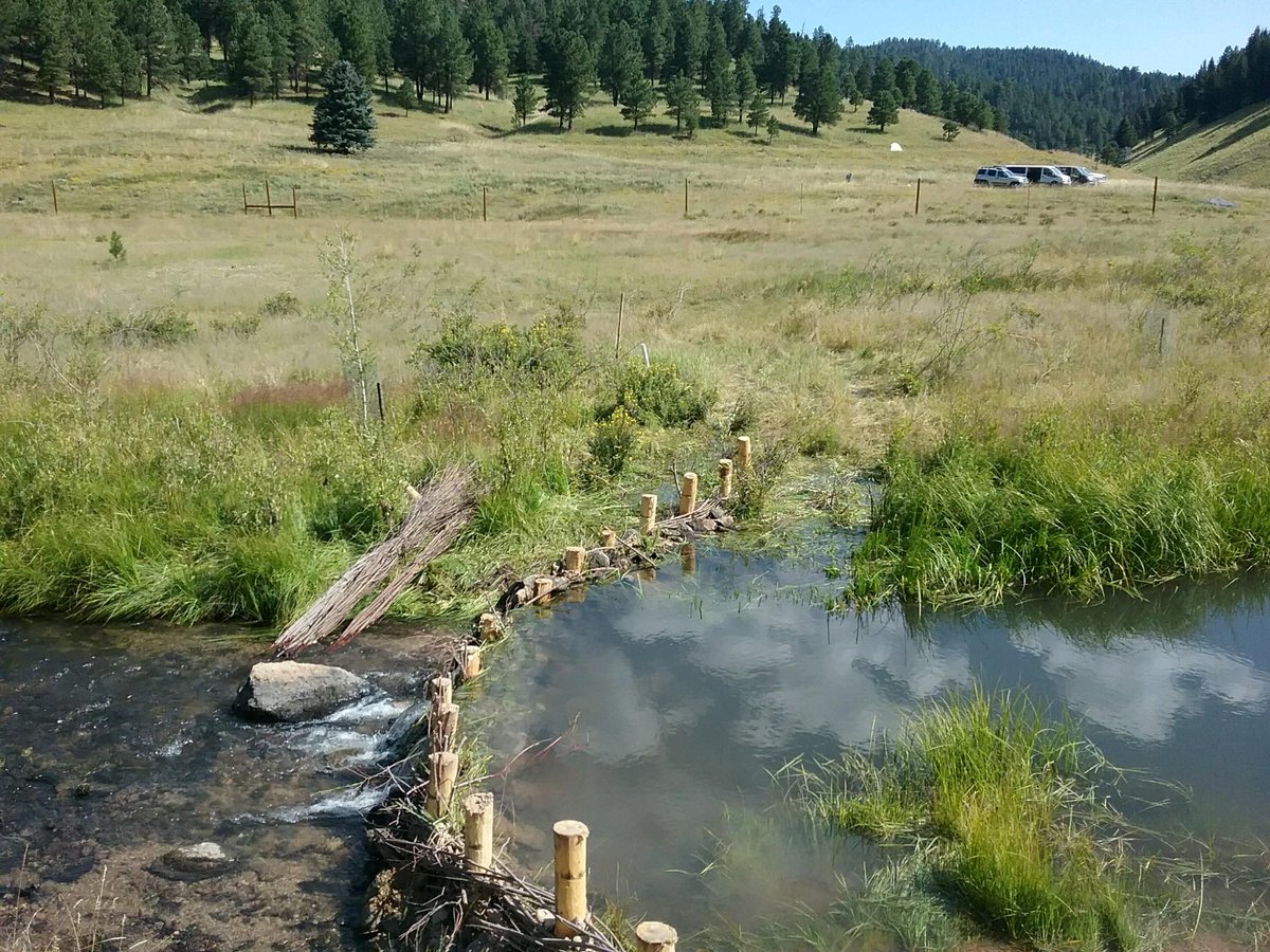 wildearthguard's tweet photo. Hope you enjoyed your #LaborDay weekend. Some photos of a labor of love: @wildearthguard Restoration Program constructing #beaver dam analog on San Antonio Creek on the @SantafeNF with a volunteer crew from Colorado College. #rewilding #wildplaces #wildlifecorridors #publiclands https://t.co/3f6dvZS1e3