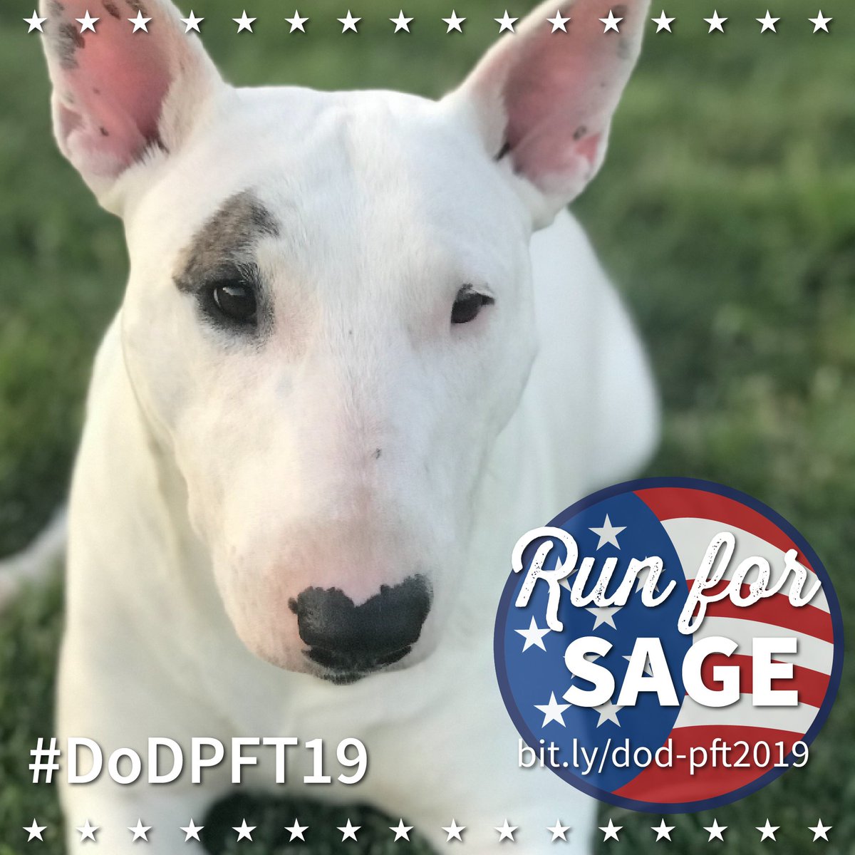 DogsonDeploymnt's tweet photo. 🚨6 HOURS LEFT to support military pets!🚨Run for SAGE, a #BullTerrier owned by #USNavy #Sailor who is currently being boarded by #DoDBoarder Christin and family while her owner is deployed. 

💙Support our #DODPFT19 at https://t.co/80OTHvJ4Xw! https://t.co/T4QLVZIt5t