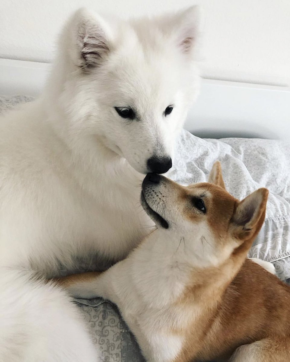 dog_rates's tweet image. This is Ouyu and Miyu. Sometimes Ouyu gets really excited about how much she likes Miyu and bites his head. 14/10 for both